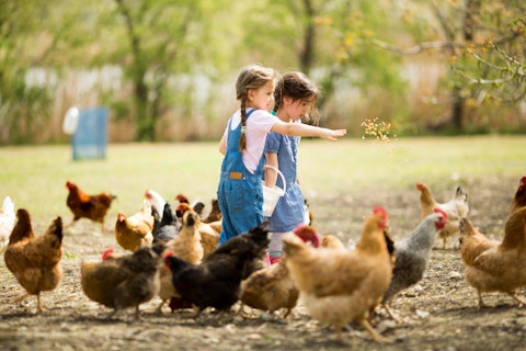 Girls Feeding Chickens
